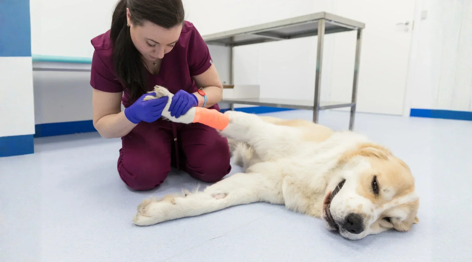 My Dog Is Limping: When to Worry, When to Watch