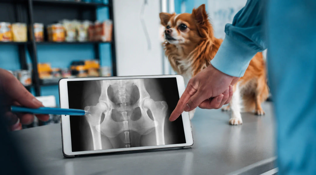 Dog Osteoarthritis Explained: What Causes It, How to Spot It, and What You Can Actually Do