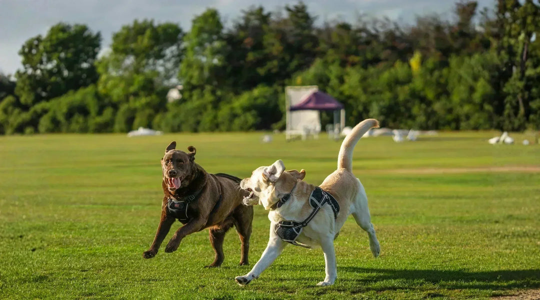 Joint Care for Large and Active Breeds: Why Dogs Like Labradors, German Shepherds and Border Collies Need Earlier Support
