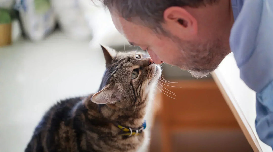 Supporting Senior Cats: A Joint and Omega-3 Bundle Guide
