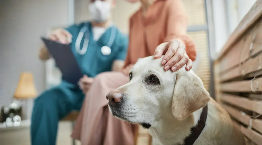 Your Dog's Arthritis Vet Visit: A Complete Guide for Aussie Owners