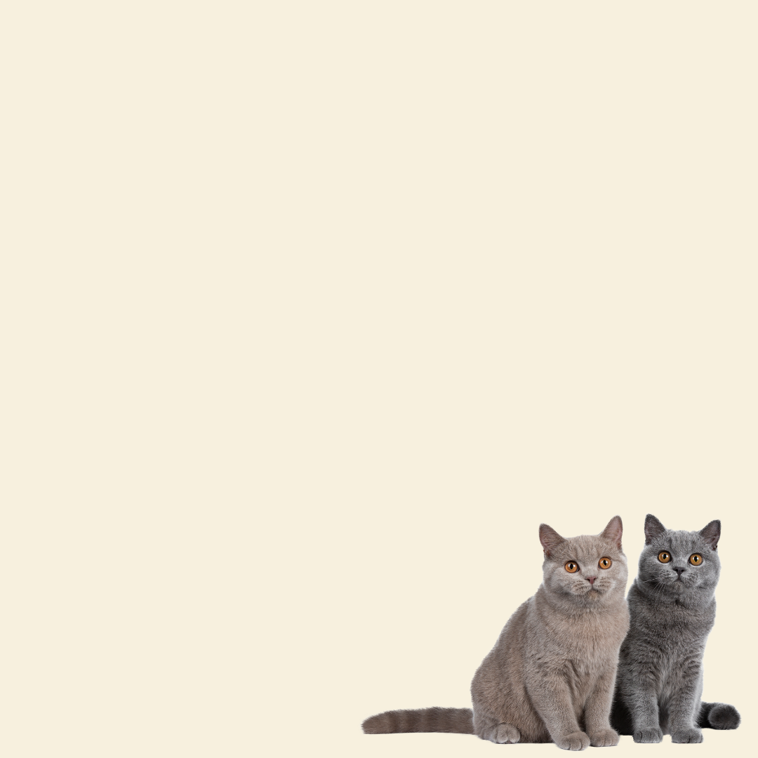 Value Bundles For Cats
