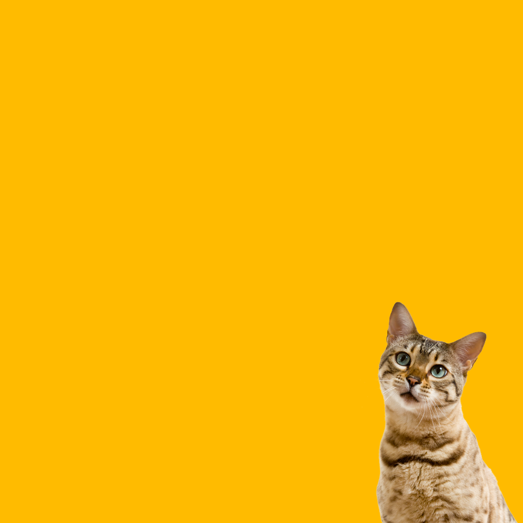 Joint Care For Cats