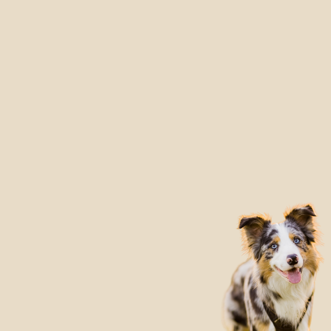 Krll Oil for Dogs Skin & Coat Omega 3