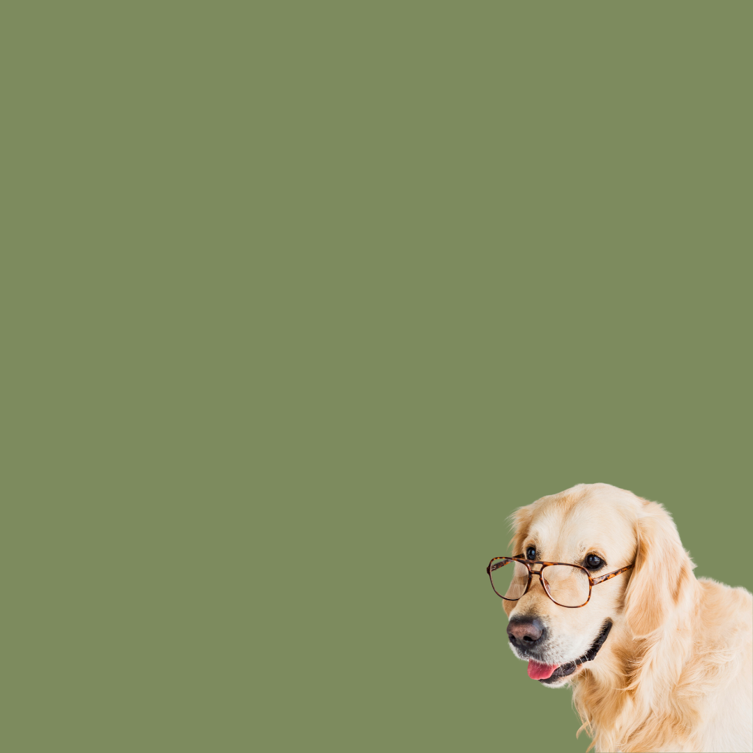 Daily Health For Dogs