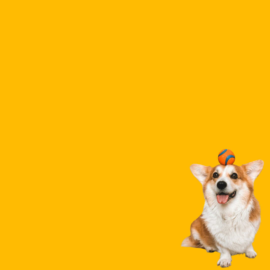 Joint Care For Dogs