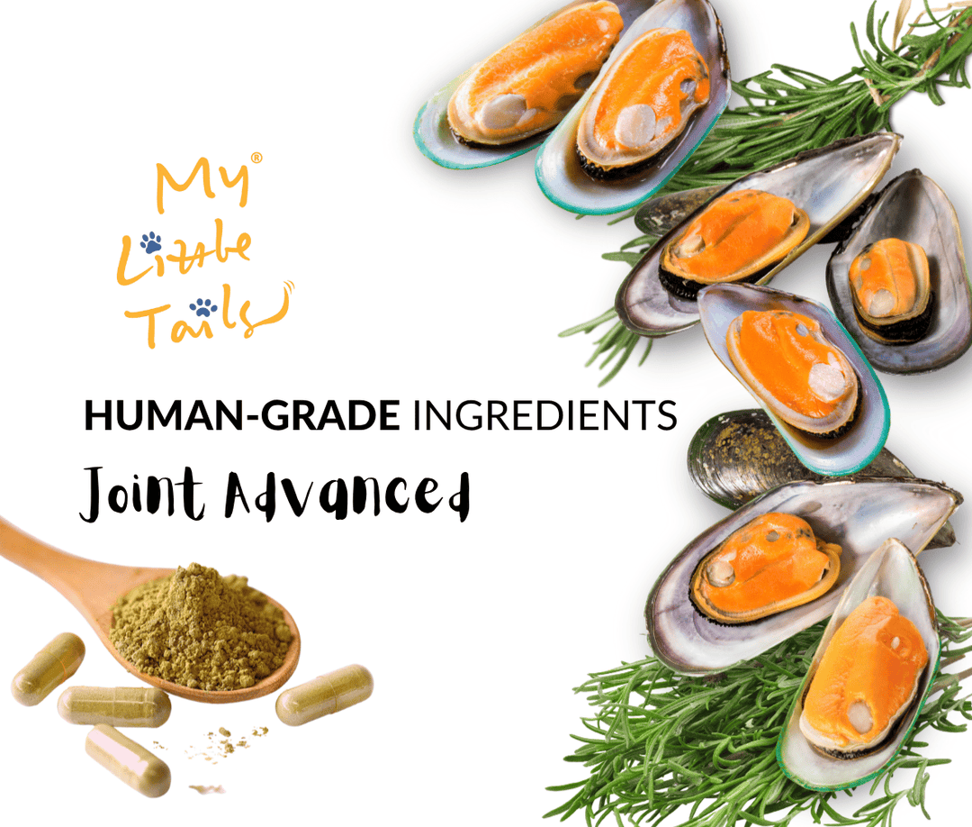 NZ Green Lipped Mussel for Dogs & Cats | Hip and Joint Supplements| HUMAN GRADE