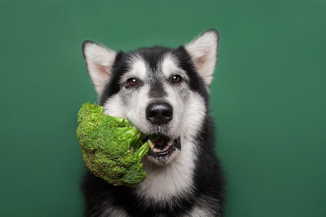 What vegetables can boost dog's immune system?